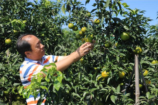 他可能是中國學歷最高“三霸”農(nóng)民卻回鄉(xiāng)種魏柑