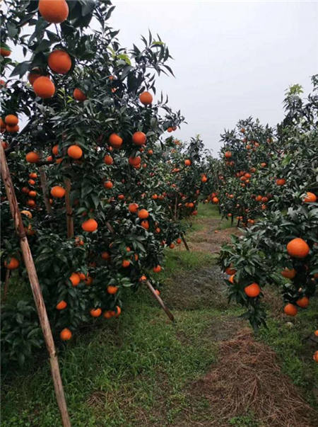 魏柑可能是這個季節(jié)最好吃的水果，90%的人都不知道